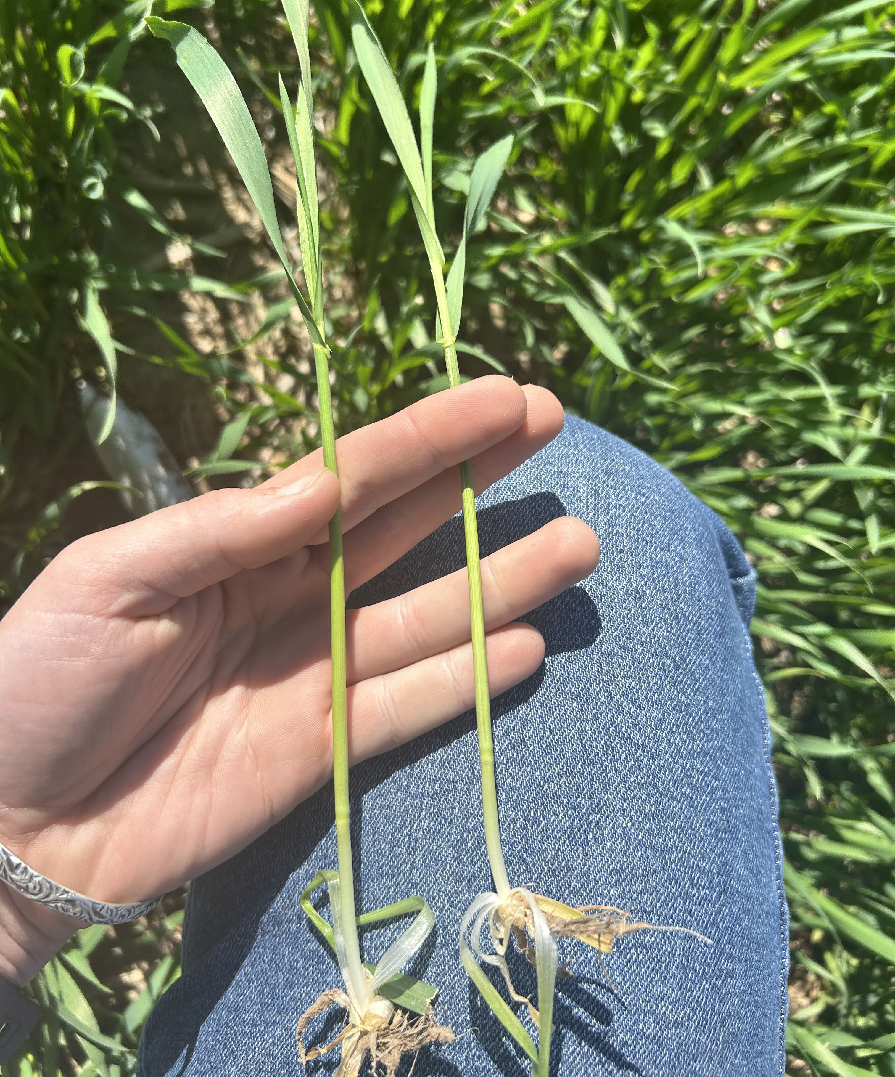 A blade of wheat, with a leg and hand in the background.